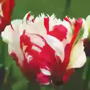 Estella Rijnveld
